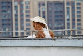 天台的风儿甚是喧嚣