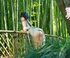 那一缕青衣