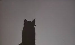 影子猫七